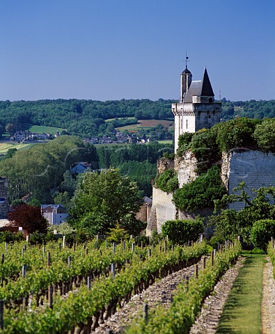 Clos de lEcho vineyard of CoulyDutheil by the   12thcentury chteau at Chinon   IndreetLoire France AC Chinon