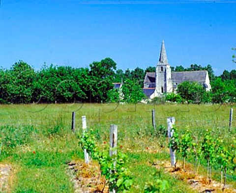 Church and vineyard at Anch   IndreetLoire France  AC Chinon