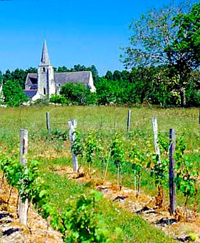 Church and vineyard at Anch   IndreetLoire France  AC Chinon