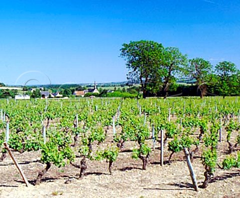 Vineyards at CravantlesCoteaux    IndreetLoire France  AC Chinon