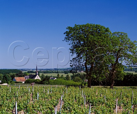 Vineyards at CravantlesCoteaux    IndreetLoire France  AC Chinon