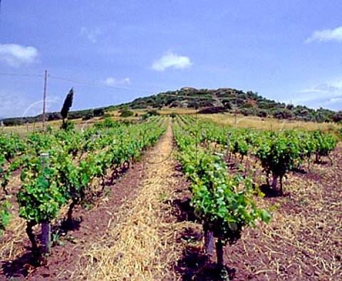 Vineyard near to the Cantina Il Nuraghe    cooperative at Mgoro south of Oristano   Sardinia Italy