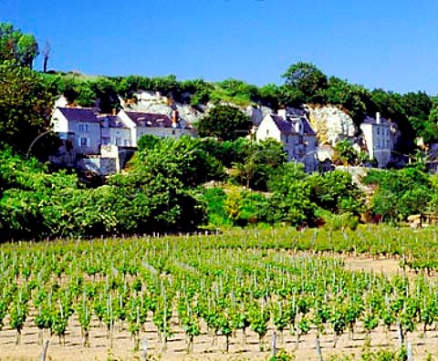 Vineyards of Domaine Filliatreau below the tuffeau   cliffs which contain the winery  Montsoreau   MaineetLoire France SaumurChampigny