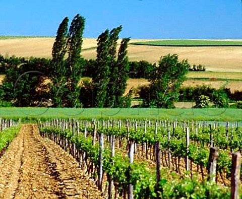 Vineyard and trees at Gourville  Charente France  Cognac