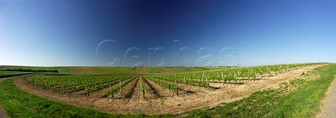Vineyards at Gourville  Charente France  Cognac
