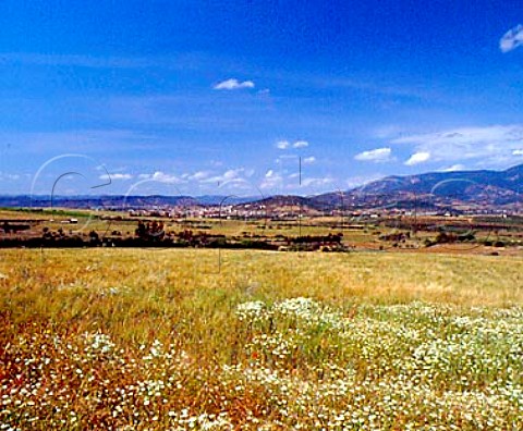 Landscape with barley field vineyards and olive   groves around the town of Santadi Sardinia Italy