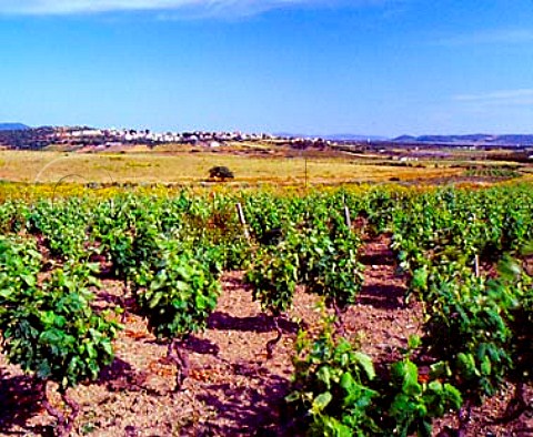 Vineyard with the village of Villaros in the   distance near Giba on the southwestern   tip of Sardinia  Italy