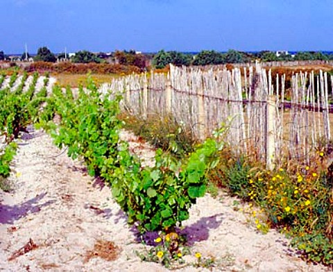 Vineyards with bamboo windbreaks on the coastal sand   dunes at Calasetta Isola di SantAntoco Sardinia   Italy