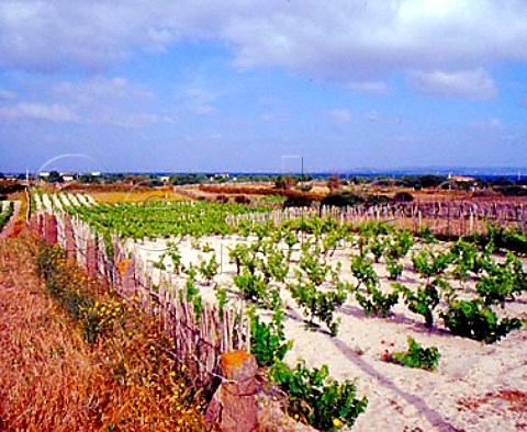 Vineyards with bamboo windbreaks on the coastal sand   dunes at Calasetta Isola di SantAntoco Sardinia   Italy