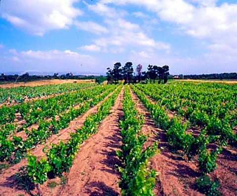 Vineyards near Calasetta Isola di SantAntoco   Sardinia Italy