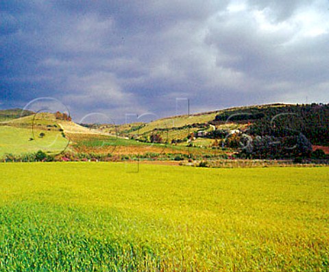 Vineyards of Argiolas viewed over barley field   Ssini near Senorb Sardinia Italy