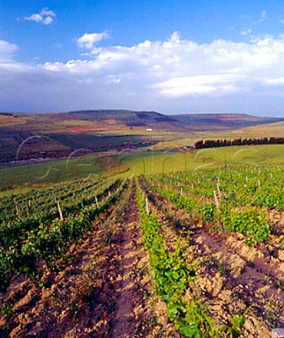 Bingia Beccia vineyard of Argiolas at Slegas   near Senorb Sardinia Italy