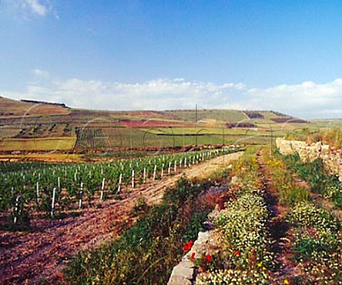 Bingia Beccia vineyard of Argiolas at Slegas   near Senorb Sardinia Italy