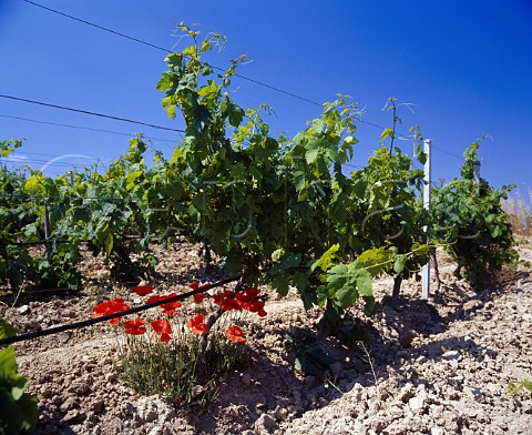 Springtime poppies in the Turriga vineyard of   Argiolas near Senorb Sardinia Italy