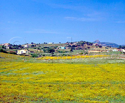 Vineyards viewed over springtime meadow at Berchidda   on the Strada del Vermentino Sardinia Italy