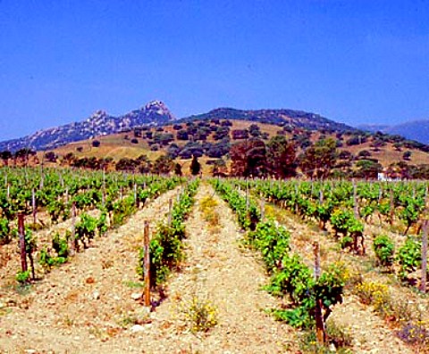 Vineyard at Berchidda on the Strada del Vermentino   Sardinia Italy