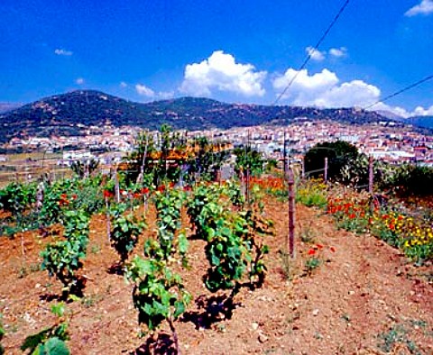 Vineyard at Berchidda on the Strada del Vermentino   Sardinia Italy