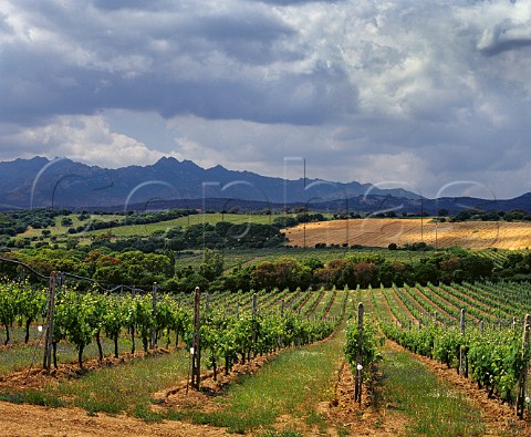 Vineyard near Monti on the Strada del Vermentino with Monte Limbara 1359m in distance Sardinia Italy