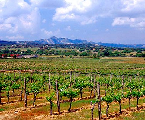 Vineyards near Monti on the Strada del Vermentino   Sardinia Italy