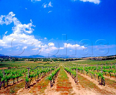 Vineyards near Monti on the Strada del Vermentino   Sardinia Italy