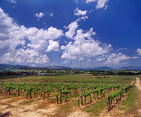 Vineyards near Monti on the Strada del Vermentino Sardinia Italy