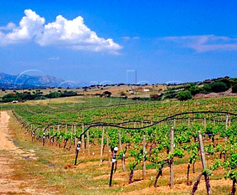 Irrigation pipes in vineyard near Monti on the   Strada del Vermentino Sardinia Italy