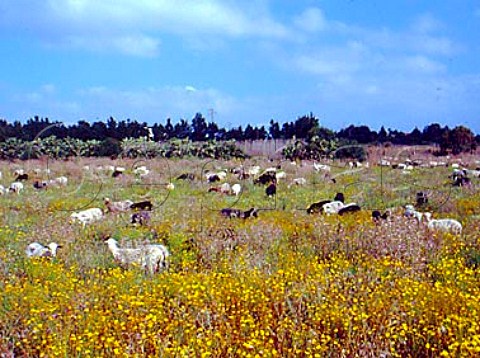 Sheep in springtime field with cactii beyond  Calasetta Isola di SantAntioco Sardinia Italy