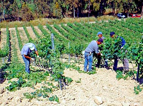 Stripping excess shoots and tying up vines in the   Turriga vineyard of Argiolas near Senorb   Sardinia Italy