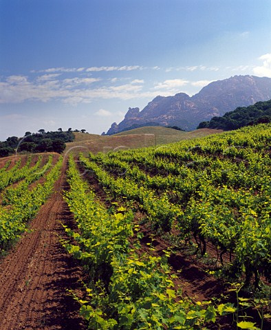 Vineyard of Domaine San Martino near Sartne   CorseduSud Corsica France    Vin de CorseSartne