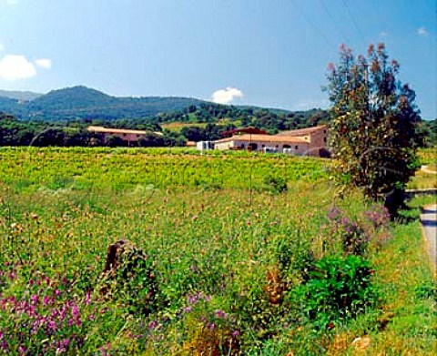 Winery and vineyard of Domaine Fiumicicoli   near Sartne CorseduSud Corsica France   Vin de CorseSartne