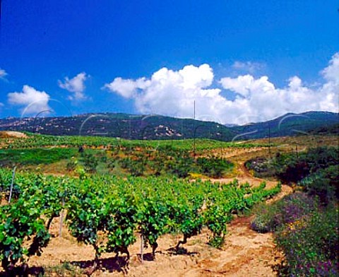 Vineyards of Domaine SanArmetto   near Propriano CorseduSud Corsica France   Vin de CorseSartne