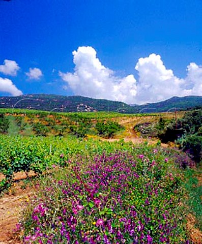 Springtime flowers by vineyards of   Domaine SanArmetto near Propriano CorseduSud   Corsica France       Vin de CorseSartne