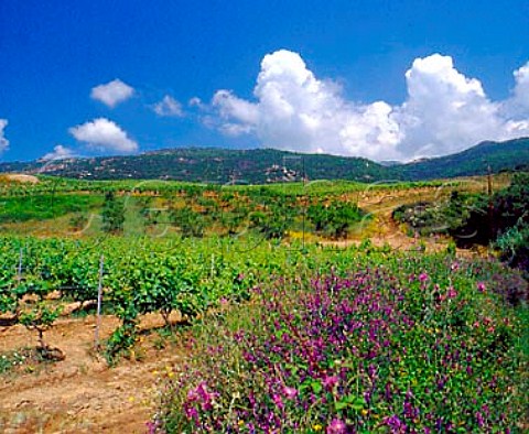 Springtime flowers by vineyards of   Domaine SanArmetto near Propriano CorseduSud   Corsica France       Vin de CorseSartne