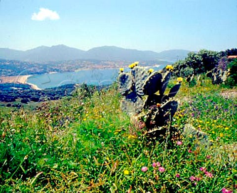 Prickly Pear cactus in flower above the Golfe de   Valinco at Propriano CorseduSud Corsica France  Sartne