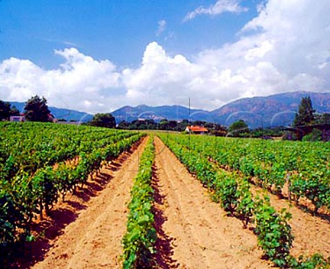 Vineyard near Ajaccio CorseduSud Corsica   France   AC Ajaccio