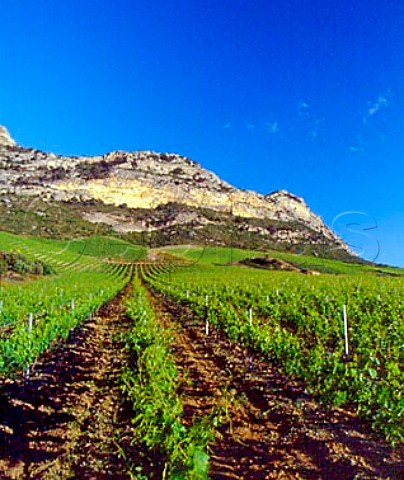 Vineyards of Domaine Leccia near StFlorent   HauteCorse Corsica France AC Patrimonio