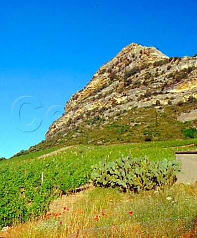 Prickly Pear cactii by vineyard Patrimonio   HauteCorse Corsica France  AC Patrimonio