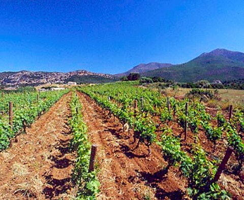 Organic vineyard of Antoine Arena   Patrimonio HauteCorse Corsica France     AC Patrimonio
