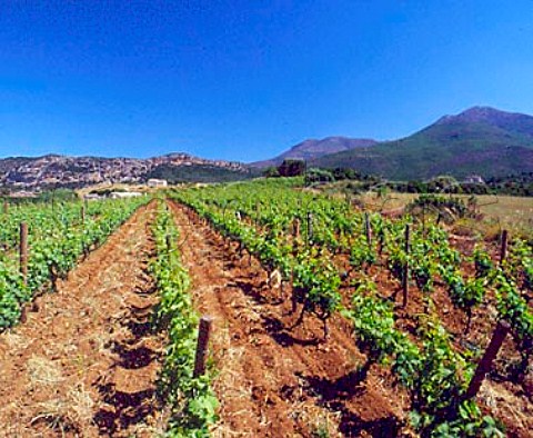 Organic vineyard of Antoine Arena   Patrimonio HauteCorse Corsica France     AC Patrimonio