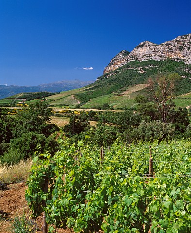 Organic vineyard of Antoine Arena   Patrimonio HauteCorse Corsica France     AC Patrimonio