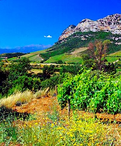 Organic vineyard of Antoine Arena   Patrimonio HauteCorse Corsica France     AC Patrimonio