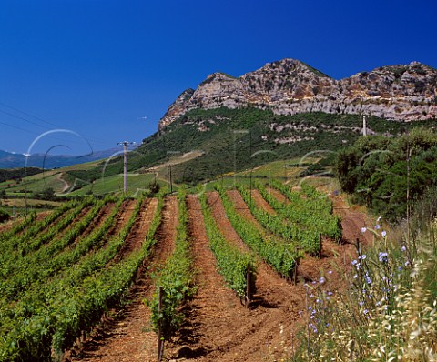 Organic vineyard of Antoine Arena Patrimonio   HauteCorse Corsica France   AC Patrimonio