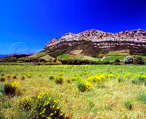 Springtime broom flowering in field with vineyards   on the hillside beyond Those planted up and down   slope are owned by Antoine Arena   Patrimonio HauteCorse Corsica France     AC Patrimonio