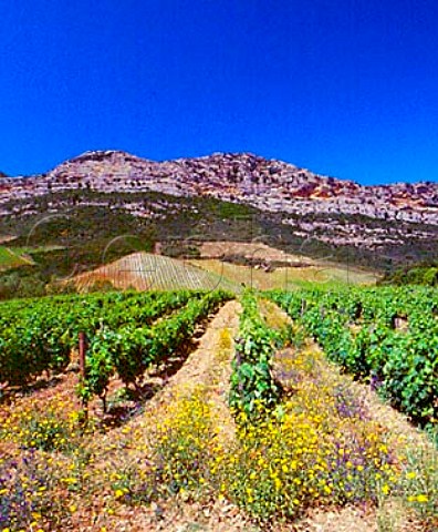 Springtime flowers by organic vineyard of   Antoine Arena Patrimonio HauteCorse   Corsica France   AC Patrimonio