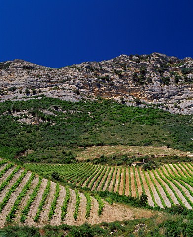 Organic vineyards of Antoine Arena Patrimonio   HauteCorse Corsica France   AC Patrimonio