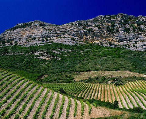 Organic vineyards of Antoine Arena Patrimonio   HauteCorse Corsica France   AC Patrimonio