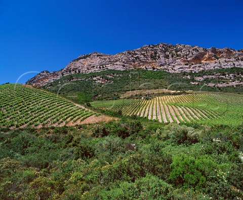 Organic vineyards of Antoine Arena Patrimonio   HauteCorse Corsica France   AC Patrimonio