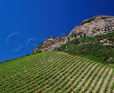 Organic vineyard of Antoine Arena Patrimonio   HauteCorse Corsica France   AC Patrimonio