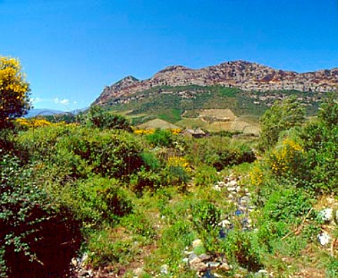 Lush growth by stream with vineyards on the hill   beyond near Patrimonio HauteCorse Corsica   France     AC Patrimonio