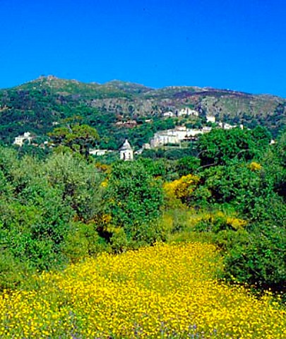 Springtime flowers with the village of   PoggiodOletta on the wooded hillside above   Near StFlorent HauteCorse Corsica France   AC Patrimonio